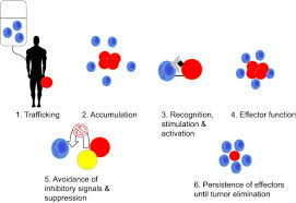 All american pest control, llc (aapc) armed forces against pests is fully licensed and insured and has been serving residential and commercial clients in nj and ny and the surrounding areas since 1978. T Cell Based Gene Therapy Of Cancer Sciencedirect