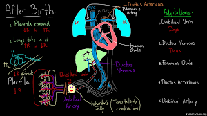 Baby Circulation Right After Birth Video Khan Academy