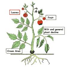 tomato leaf symptoms diagnostic key