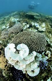 A reef is like a busy city. Why Coral Reefs Are Dying Sunscreen Killing Reefs Time