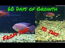 Jewel Cichlid Babies 60 Day Growth Timelapse With Parents