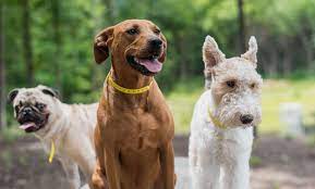 We offer free initial exams for new clients. Expert Veterinary Care In Lakeland The Pet Hospitals