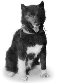 The Real Balto Love Him Famous Dogs Dogs Dog Sledding