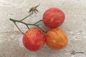 Normally everything is working fine. Tomate Sunrise Bumble Bee Anbau Pflege Plantura