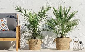 Mediterrane Zwergpalme Balkondekoration Balkon Pflanzen Terrasse Pflanzen