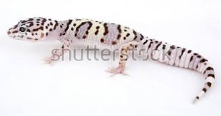 Check spelling or type a new query. Hypo Tug Snow Leopard Gecko On Stock Photo 41664349 Shutterstock Leopard Gecko Snow Leopard Gecko