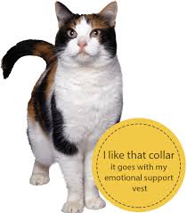 Qualify and get the letter. Get Emotional Support Cat Registration Letter Now Esa Cat Certification