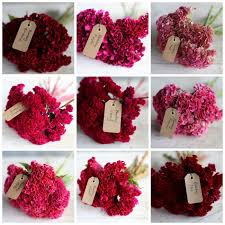 Flower Focus Celosia In 2020 Flower Farm Celosia Flower Fresh Flowers Arrangements