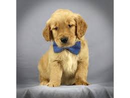 Iowa is known for its vast plains, and what glorious plains they are! Golden Retriever Puppies Petland Iowa City