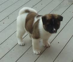 Maybe you would like to learn more about one of these? Lovely Akita Puppies For Sale Animals These Adorable Puppies Are Family Raised With Love And Car Sell Lovely Akita Puppies For Sale Online Ads With Www Ticari Co Uk