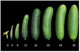 Image result for Cucumis
