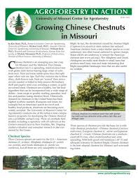 Permanent branches should be about 3 to 5 feet from the ground, circling the trunk like a spiral staircase (figure 9). Growing Chinese Chestnuts In Missouri University Of Missouri