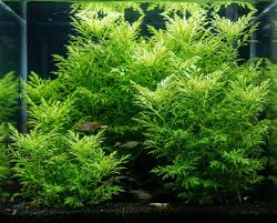 Image result for Ceratopteris thalictroides