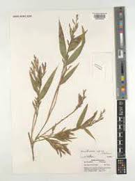 Image result for Oldeania alpina