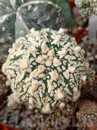 Image result for Thesium asterias