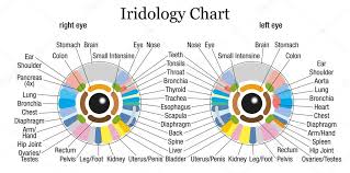 Iridology Chart White Stock Vector Furian 54833503
