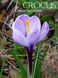 Pin On Crocus Flowers