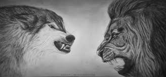Lion Vs Wolf Who S Going To Win This Fight In this drawing, i went ahead and used the previous lion battling drawing, and styled it differently. lion vs wolf who s going to win this