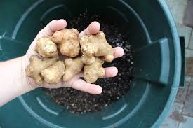 We did not find results for: 7 Crops You Can Grow In Trashcans
