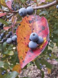 Maybe you would like to learn more about one of these? Blackgum What Time Is It In Nature Nc Museum Of Natural Sciences Blogs
