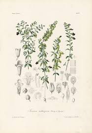 Image result for Tinnea aethiopica