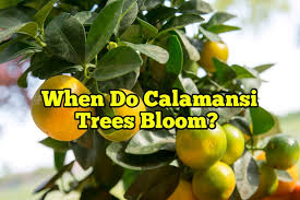 Maybe you would like to learn more about one of these? When Do Calamansi Trees Bloom Rockets Garden