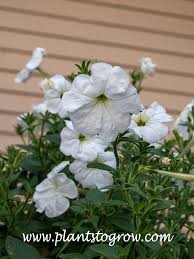Image result for Petunia axillaris