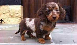 It is also possible that smooth dachshunds were later crossed with most of the resulting miniatures lacked dachshund type, however. 17 Smiling Dachshunds Put A Smile On Your Face Dachshund Puppies Puppies Dapple Dachshund