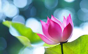 51 Lotus Hd Images Download Phenomenal Image In 2020 Lotus Image Flower Wallpaper Lotus Flower Wallpaper