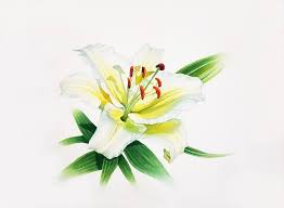 Choose size, delivery date and additional gift. White Lily Flowers Painting Fine Art Watercolor Painting By Svetlana Lileeva Saatchi Art
