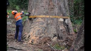 Ace tree management, tree removal service in the mount dandenong ranges. 80m Tree Removal Youtube