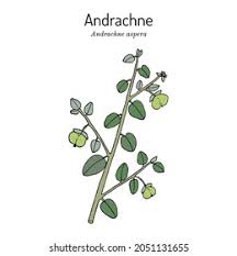 Image result for Andrachne