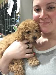 Cross stitch miniature puppy design