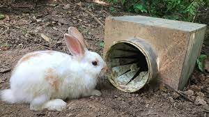 Creative Boy Catch A Wild Rabbit Using Homemade Rabbit Trap For Pet Youtube