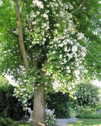 Ramblerrosen Ramblerrose Betty Sheriff Auf Walnussbaum The Post Ramblerrosen Appeared First On Gartengestaltung Id Garten Garten Bepflanzen Garten Pflanzen