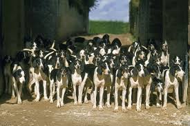 Coming from these roots the francais blanc et orange was developed around the 1900's. Hundewissen Seite 2 Von 10 Hundefunde