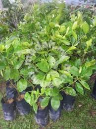 Saya ingin membuat pemerhatian pembiakan keratan batang bagi tanaman limau purut dan limau nipis menggunakan. Anak Pokok Limau Nipis Seedless Garden Items For Sale In Cheras Selangor Mudah My
