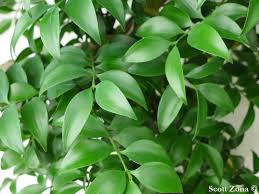 Image result for Nageia nagi