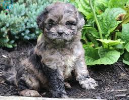 Colors are as various as those in the rainbow. Shihpoo Puppies For Sale Puppy Adoption Keystone Puppies