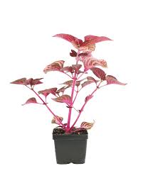 Image result for Iresine