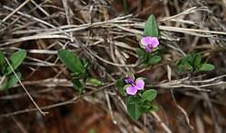 Image result for Polygala usafuensis