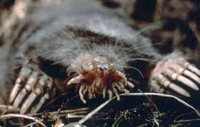 A mole may also occasionally catch small mice at the entrance to its burrow. How To Deal With Problem Mole In Massachusetts Wildlifehelp Org