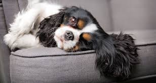 Cavalier king charles puppies, m/f, ruby and black & tan, shots, dewormed, adorable and very sweet, can email pictures… adorable cavalier puppies 2024.05 miles. Cavalier King Charles Spaniel Breeders Australia Cavalier King Charles Spaniel Info Puppies