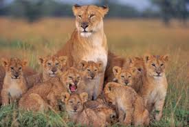 Get your fill of animal info with these amazing facts about creatures, from the tiny flea to the huge bison. 10 Roarsome Lion Facts National Geographic Kids