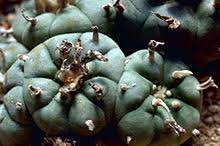It can also be bought. Peyote Wikipedia