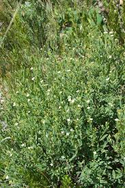 Image result for Montinia