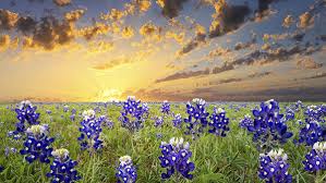 This article looks at helping lawns recover after storm debris is removed. How To Get A Picture Perfect Texas Bluebonnets Photo