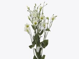 Image result for eustoma flamenco