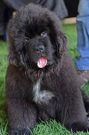 Best Dog Breeds For Babies Dogs Newfoundland Dog Baby Dogs