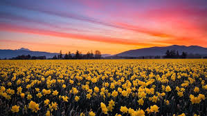 Check out the skagit valley tulip festival & seattle cherry blossom festival with us! Skagit Valley Tulip Festival Kicks Off With Peak Colors Expected Mid Month Komo
